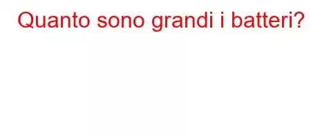 Quanto sono grandi i batteri?