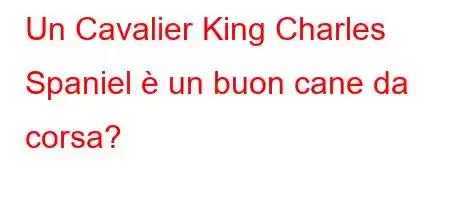 Un Cavalier King Charles Spaniel è un buon cane da corsa?