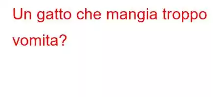 Un gatto che mangia troppo vomita?